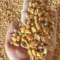 ذرت وارداتی و محلی|عمده‌فروشی|گناباد, |دیوار