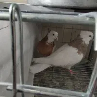 طوقی زرد و طوقی اجری و شامی دم سفید