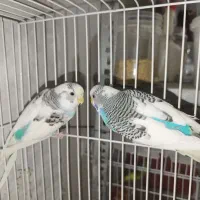 جفت کوتوله اهلی وجفت مرغ عشق|پرنده|بیرجند, |دیوار