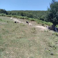 بز نر وماده|حیوانات مزرعه|دیلمان, |دیوار