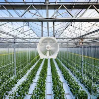 گلخانه هیدروپونیک شبستر|فروش دفتر صنعتی، کشاورزی، تجاری|شبستر, |دیوار