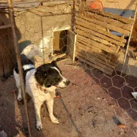 واگذارسگ قهدرجون|سگ|میبد, |دیوار