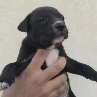 توله آمریکن پیتبول|سگ|ماهدشت, |دیوار