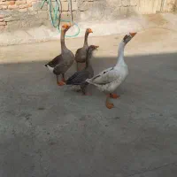 غاز محلی|حیوانات مزرعه|نقده, |دیوار