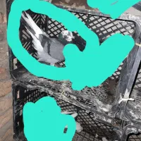 کفتر|حیوانات|اردبیل, |دیوار