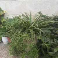 گل طبیعی
