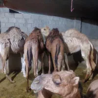 شتر