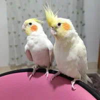 عروس هلندی لاترینو|پرنده|سمنان, |دیوار