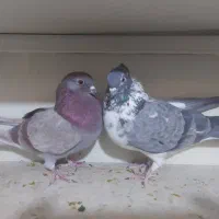 کبوتر کفتر کاشونی و تهرونی|پرنده|فولادشهر, B1|دیوار