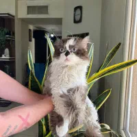 گربه رگدال آمریکایی مو فرفری