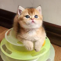 تنها مجموعه‌ گربه‌ در اهواز (پرشین/اسکاتیش/بریتیش)