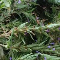 کاکوتی سر کوه