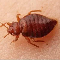 سمپاشی ساس همراه ضمانت ۱ ساله سم پاشی سوسک ریز