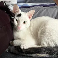 واگذاری گربه|گربه|بندرعباس, |دیوار