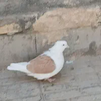 یک جفت دوکت. درمبارکه.|پرنده|مبارکه, |دیوار