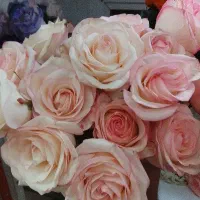 گل رز|گل و گیاه طبیعی|برازجان, |دیوار