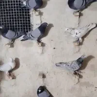 28تا کبوتر پلاکی پرشی|پرنده|داراب, |دیوار