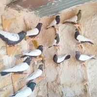 کفتر کله ای و سینه ای