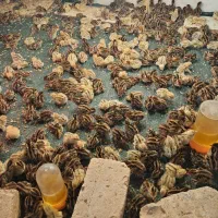 جوجه بلدرچین