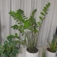 گل زامفوایاسبز