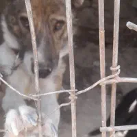 سگ سرابی نگهبان