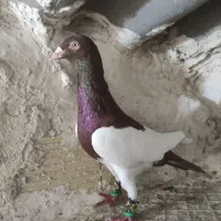 کفتر یهودی|پرنده|اقبالیه, |دیوار