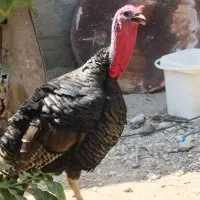 بوقلمون خوب یک ساله