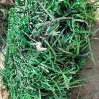 ضایعات تسمه پت و پلاستیک و گونی