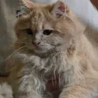 واگزاری گربه پرشین