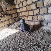 کفتر|پرنده|تربت جام, معدآباد|دیوار