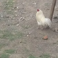 خروس سفید چهل تاژ