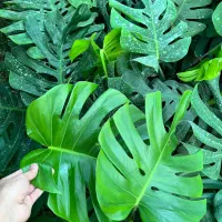 مانسترا و برگ انجیری|گل و گیاه طبیعی|آمل, |دیوار