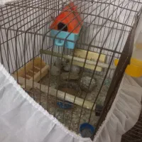 فنچ|پرنده|گرگان, |دیوار