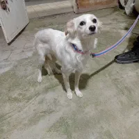 نژاد میکس شیتزو شناسنامه دار