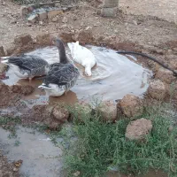 غاز|حیوانات مزرعه|هشتگرد, هیو|دیوار