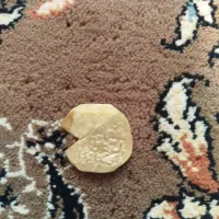 سکه قدیمی طلا|جواهرات|زنده رود, |دیوار