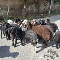 20 راس بره اصیل افشار قربانی