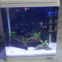 آکواریوم ماهی و لوازم جانبی