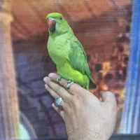 جوجه طوطی ملنگو|پرنده|نسیم‌شهر, |دیوار