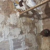 کبوتر|پرنده|خواجه, |دیوار