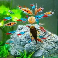 آکواریوم شهر ماهی|ماهی|کرمانشاه, |دیوار