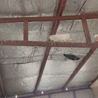 کفتر|پرنده|قم, مهر آباد|دیوار