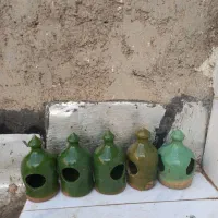 جاآبی کبوتر