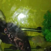 اکواریوم ماهی اسکار  و لوازم|ماهی|چهاردانگه (تهران), |دیوار