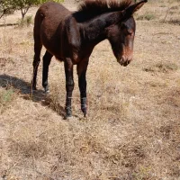 قاطر|حیوانات مزرعه|شاهرود (اردبیل), |دیوار