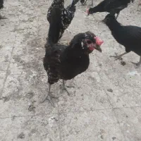 فروش مرغ خروس گلین اصل قلم سیاه