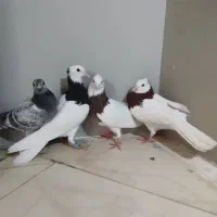 طوقی. سوسکی. ریش