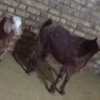 یک عدد بز بزغاله