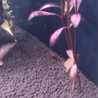 حراج سالن تکثیر ماهی|ماهی|تبریز, |دیوار