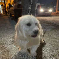 سگ پت شناسنامه دار